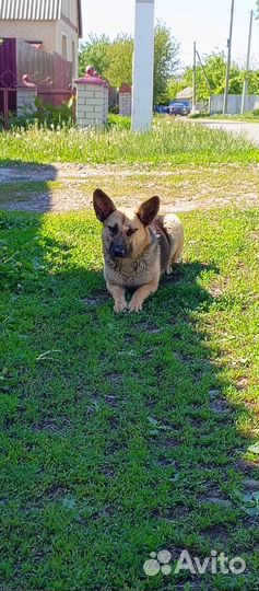 В добрые руки