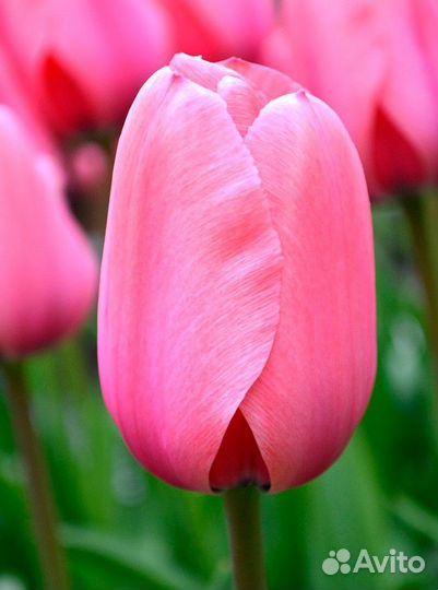 Луковицы тюльпанов