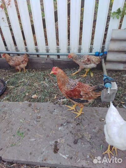 Молодые петушки