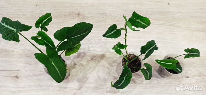 Сингониум Вендланда