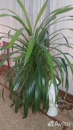Пальма панданус с керамическим горшком