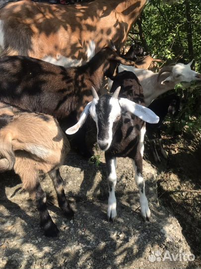 Козы дойные, козлы