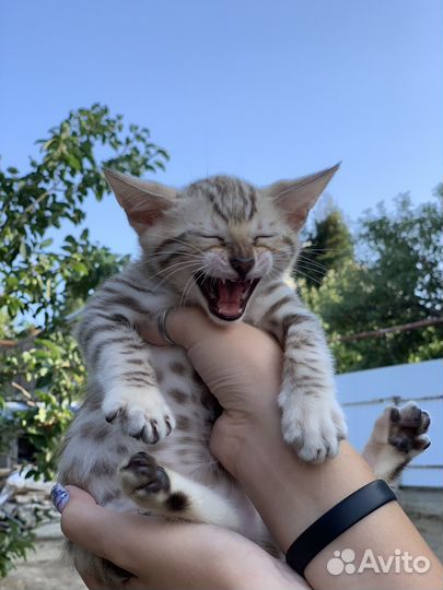 Бенгальские котята