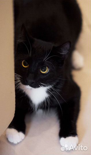 Просто Маркиза