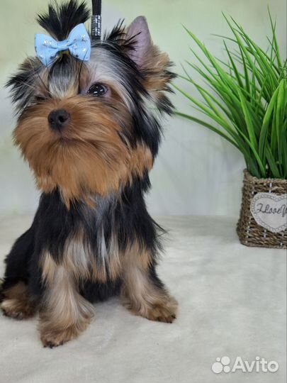 Йоркширский терьер мини мальчик