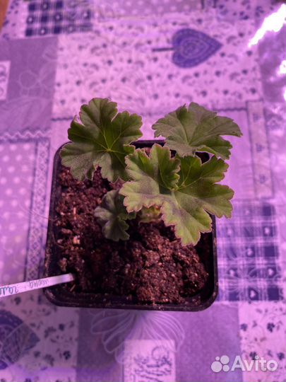 Герань пеларгония Леона Галактика
