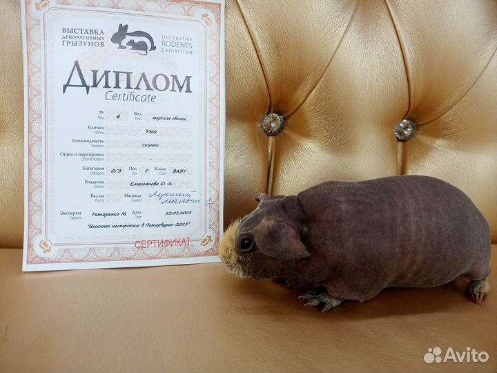 Морские Свинки скинни малыши под бронь