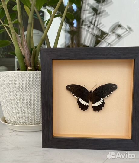 Бабочка в рамке