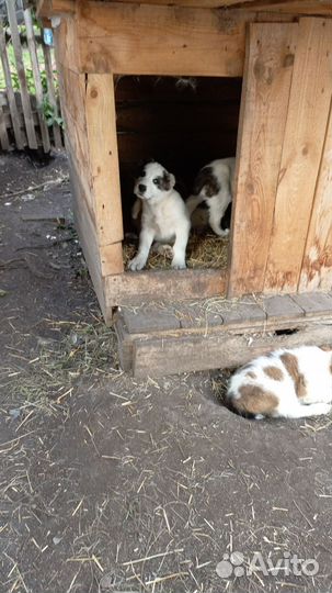 Продажа животных