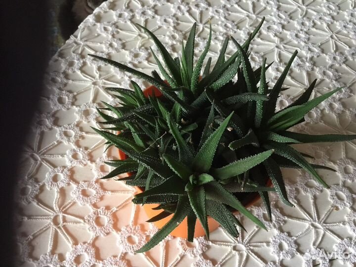 Суккулент домашнее растение