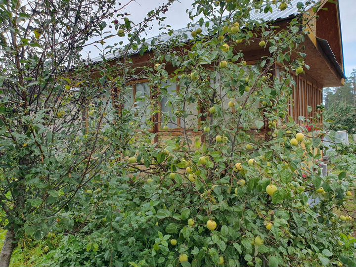 Участок 4,3 сот. (СНТ, ДНП)