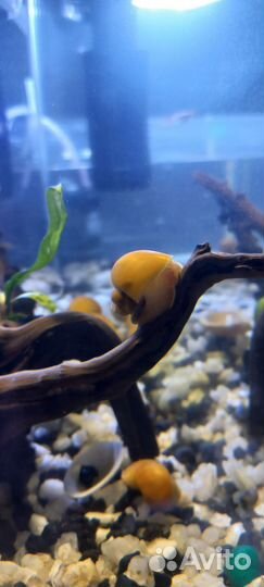 Улитка ампулярия