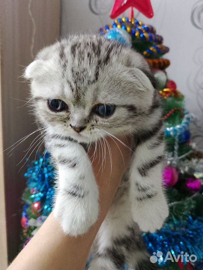 Шотландская