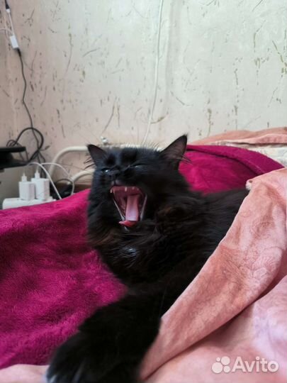 Кошка в дар бесплатно