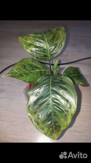 Аглаонема Грин Леопард