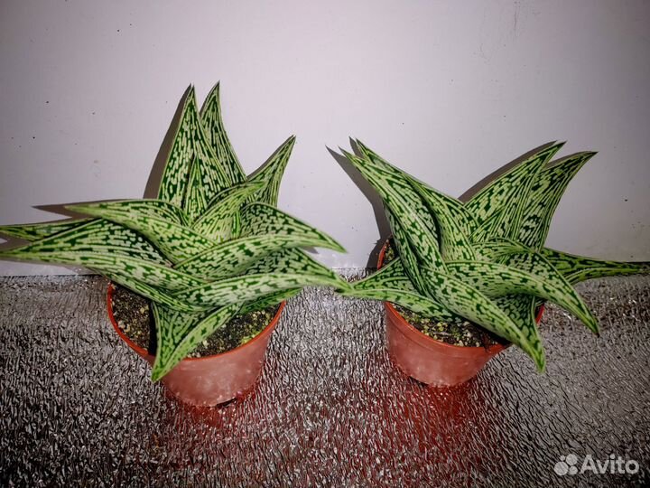 Алоэ Variega Tribal