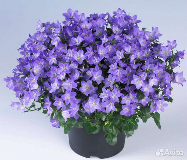 Кампанула жених.Эухарис(Амазонская лилия)