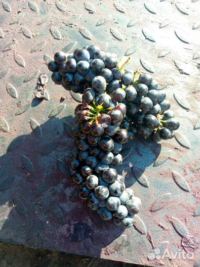 Виноград технический