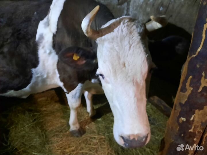 Коровы на выбор