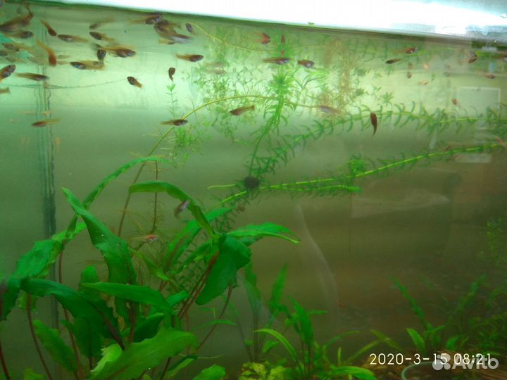 Гуппи и нематода