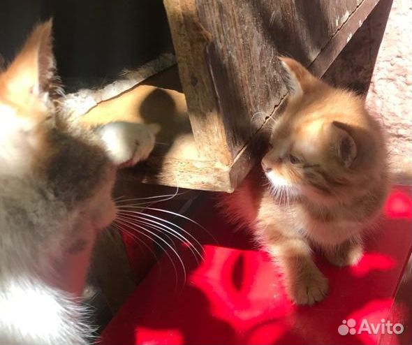 Котята месячные