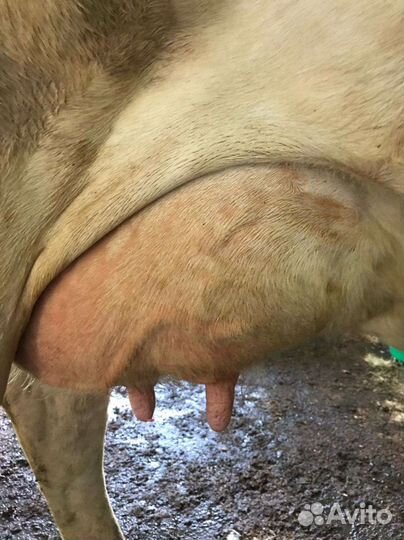 Корова голштинской породы