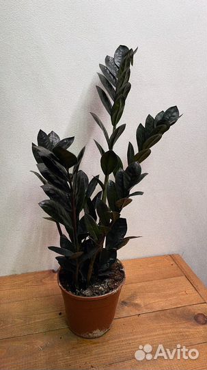 Замиокулькас черный ворон блек равен