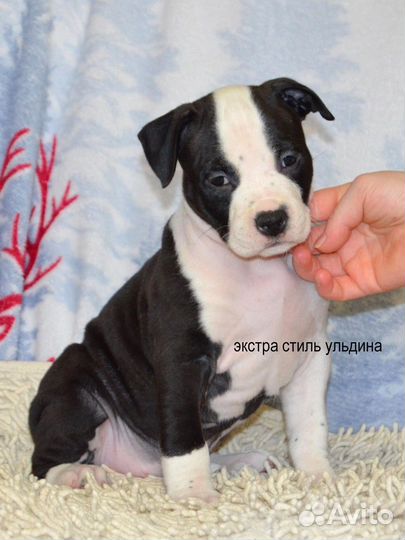 Малышня амстаффа