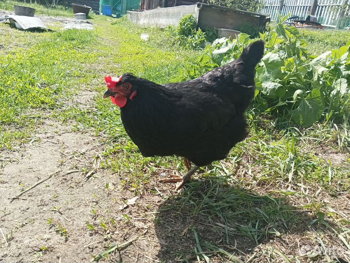 Инкубационное яйцо кур