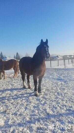 Советская кобыла