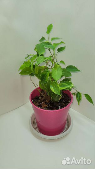 Фикус бенджамина