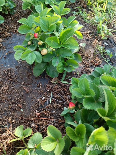 Кусты клубники