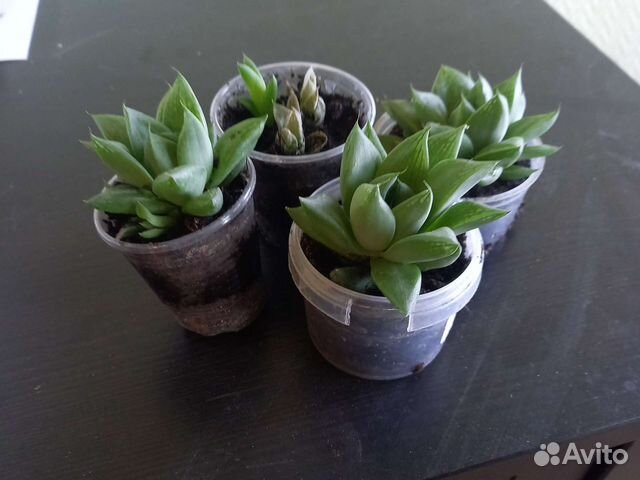 Хавортия ладьевидная