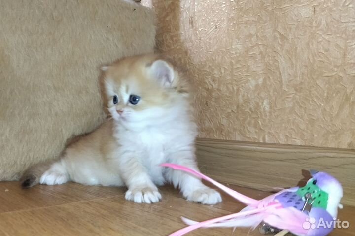 Британские котята
