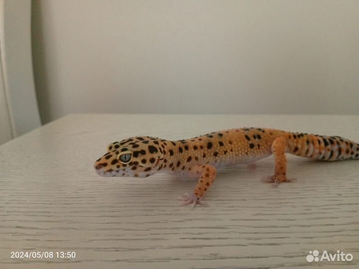 Эублефар с террариумом