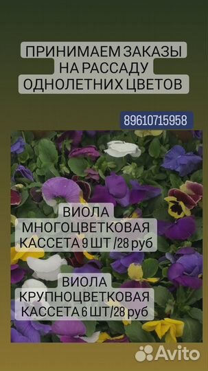 Рассада петунии