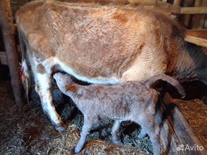 Корова подсосная с теленком