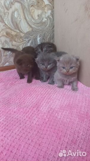 Шотландские вислоухие котята