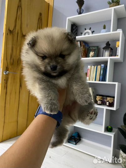 Щенки шпица