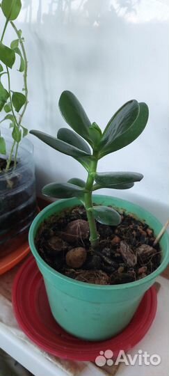Толстянка денежное дерево