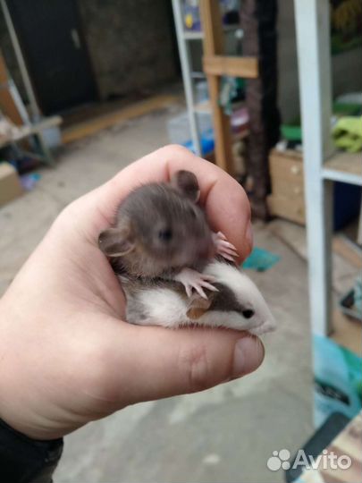 Крысята дамбо