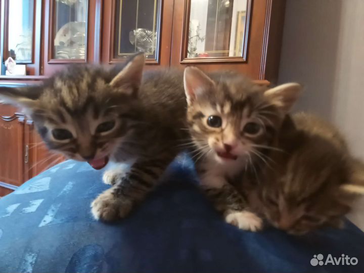 Кошка в дар