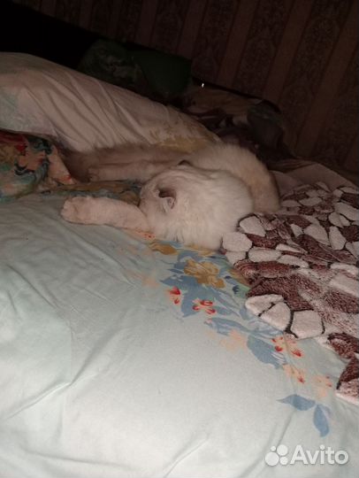Кошка в дар