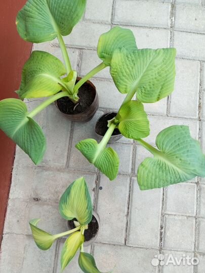 Хоста растение