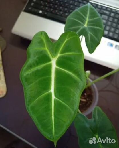 2 Алоказии Мишольца в горшке