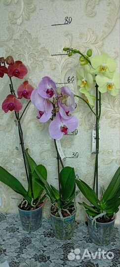 Орхидеи Фаленопсис