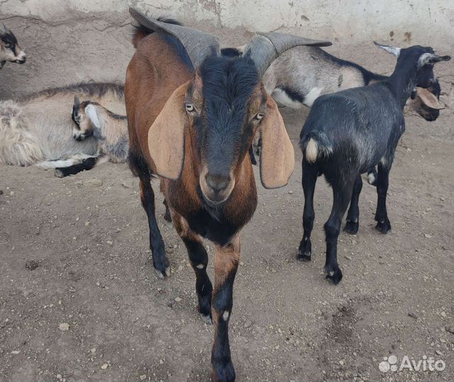 Чешский козел на случку