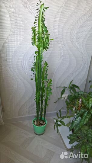 Кактус молочай