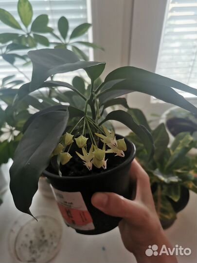 Хойя мультифлора