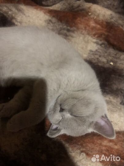 Британские котята
